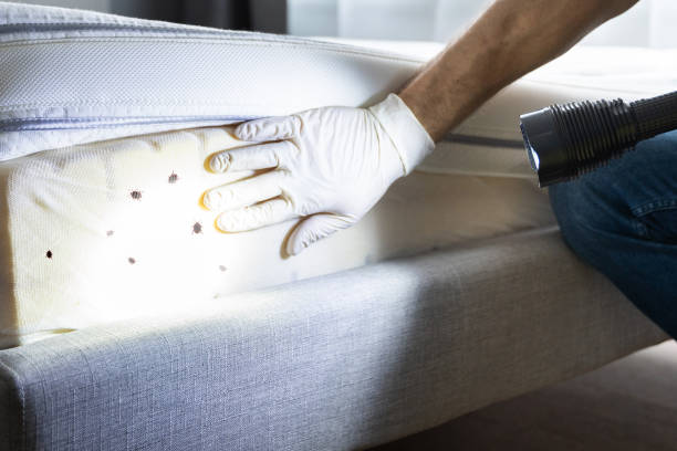 Best Flea Control Services  in Elm Springs, AR