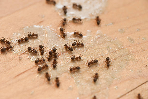 Best Commercial Pest Control Services  in Elm Springs, AR
