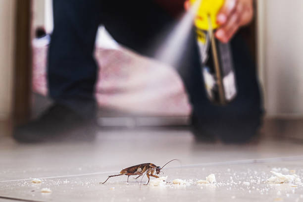 Best Termite Control Services  in Elm Springs, AR